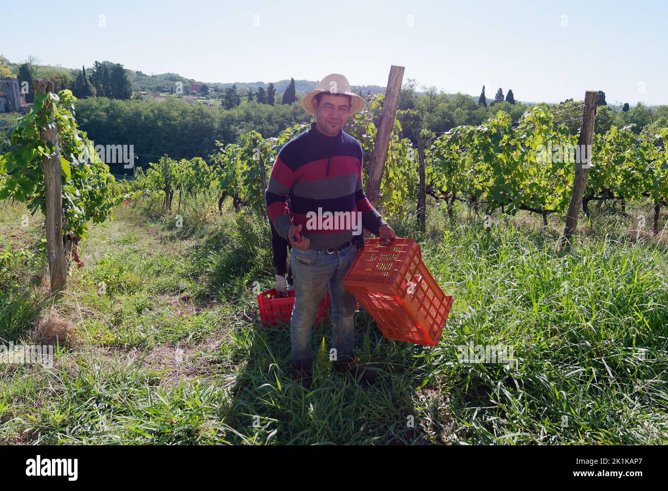 Erntearbeiter mit einem Hut trägt rote Kisten, in die die Trauben gelegt werden. Bio-Weinberg in Camigliano, Provinz Lucca, Toskana, Italien Stockfoto