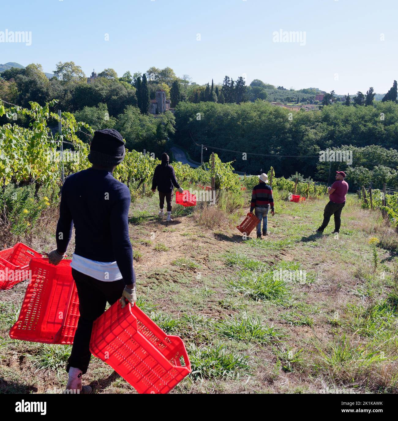 Erntearbeiter mit roten Kisten, in die die Trauben gestellt werden. Bio-Weinberg in Camigliano, Provinz Lucca, Toskana, Italien Stockfoto