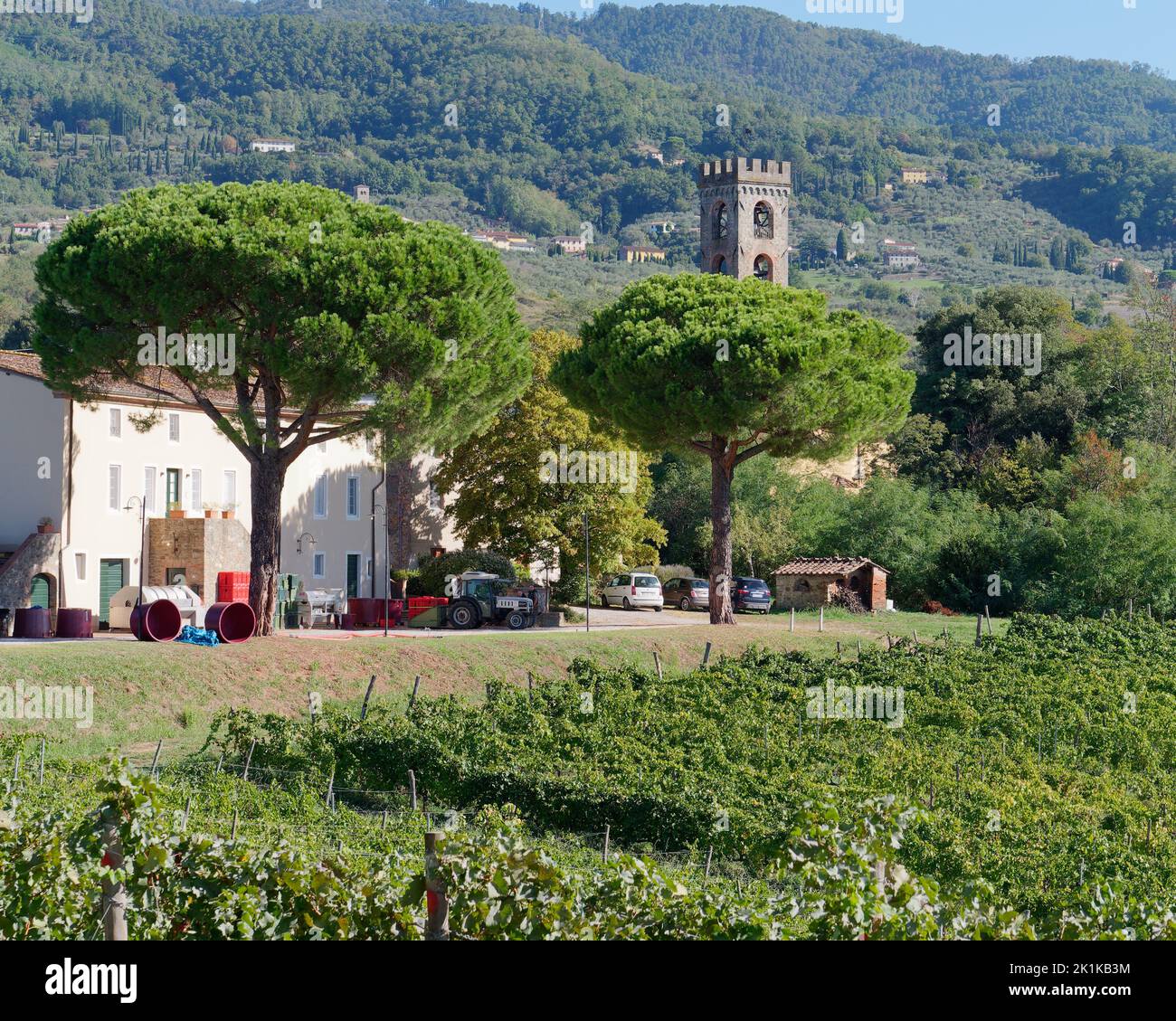 Bio-Weinberg mit Agrotourismo und Weinkeller in Camigliano, Provinz Lucca, Toskana, Italien. Umgeben von Bäumen, einem Turm und Landschaft. Stockfoto