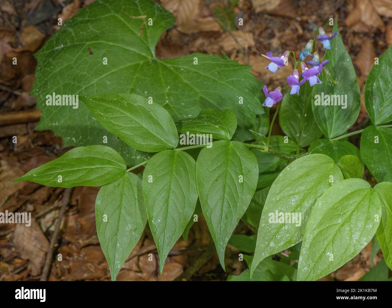 Frühling vetchling, Lathyrus vernus, in Blüte im Wald im frühen Frühjahr, Vercors Mountains. Stockfoto