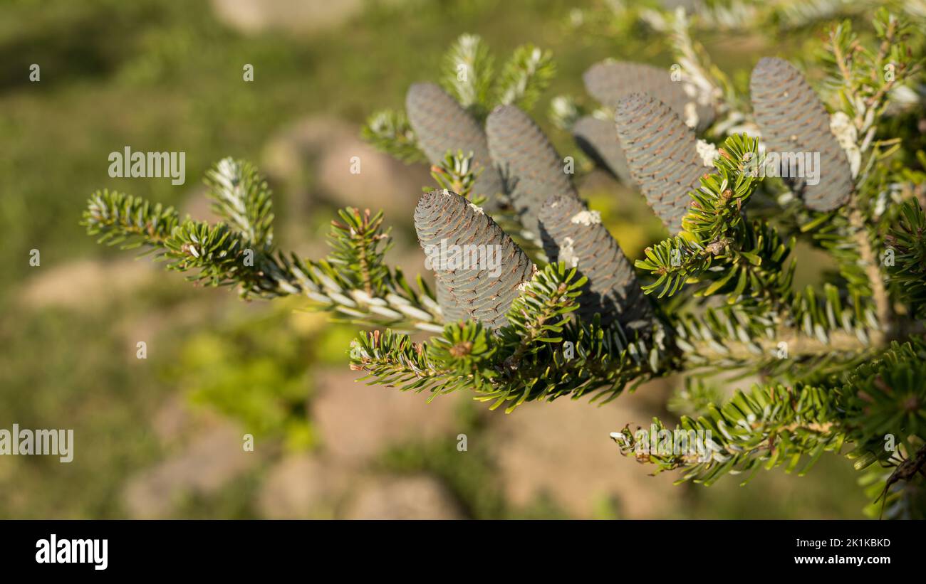 Zweig einer koreanischen Tanne (Abies koreana) mit Zapfen. Sonniger Tag. Stockfoto