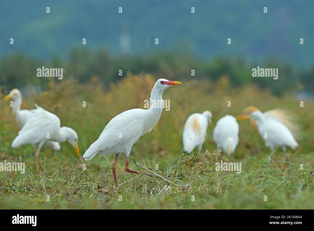 Sechs Weißreiher auf der Suche nach Nahrung in einem Reisfeld in Indonesien Stockfoto