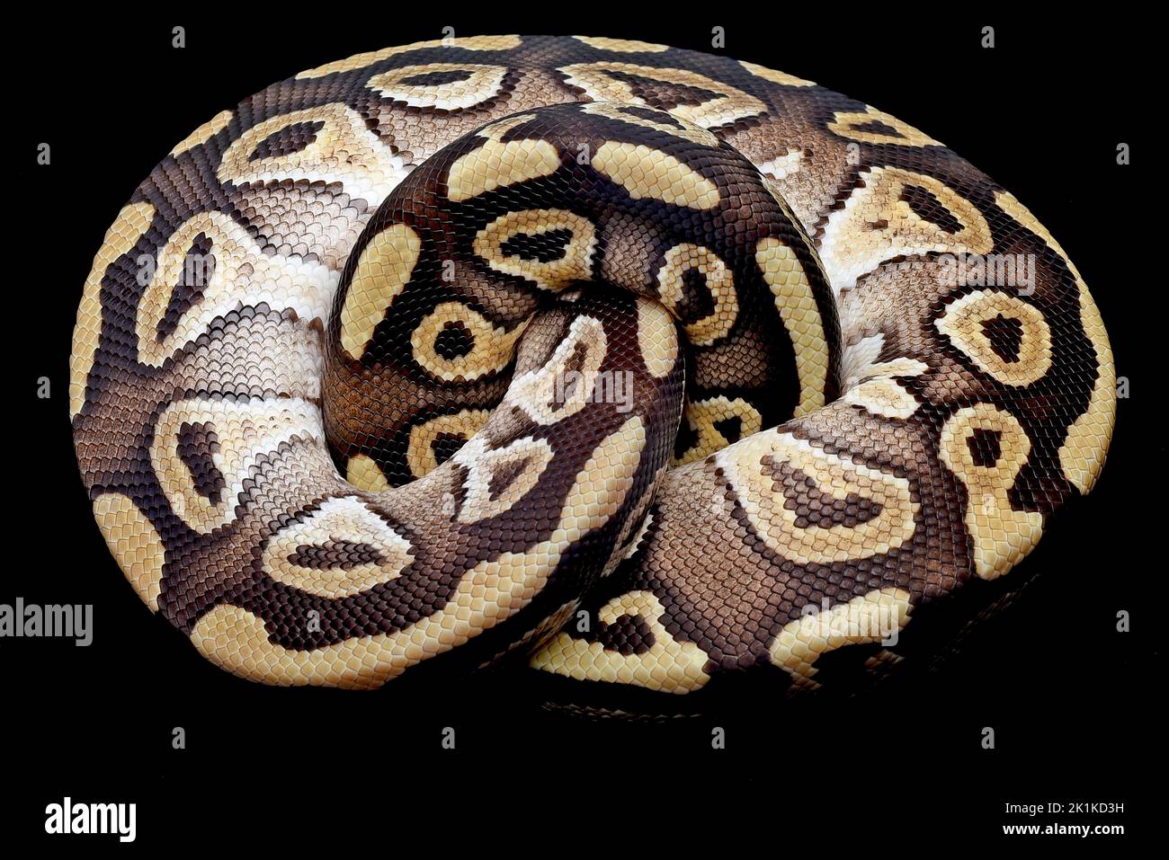 Nahaufnahme eines Kugelpythons, der sich in einem Ball zusammenrollte, Indonesien Stockfoto