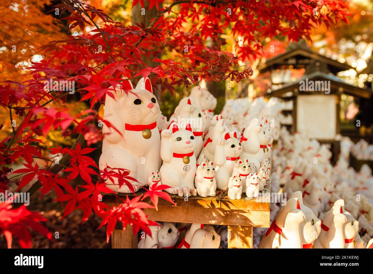 Herbst auf Tokyos „Lucky Cat“-Tempel Stockfoto