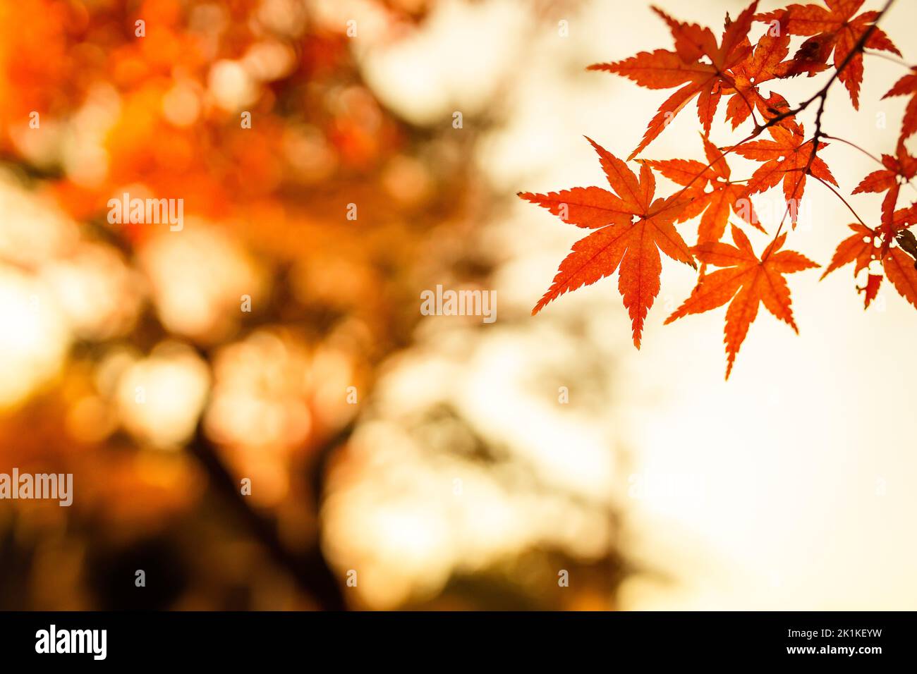 Herbst auf Tokyos „Lucky Cat“-Tempel Stockfoto