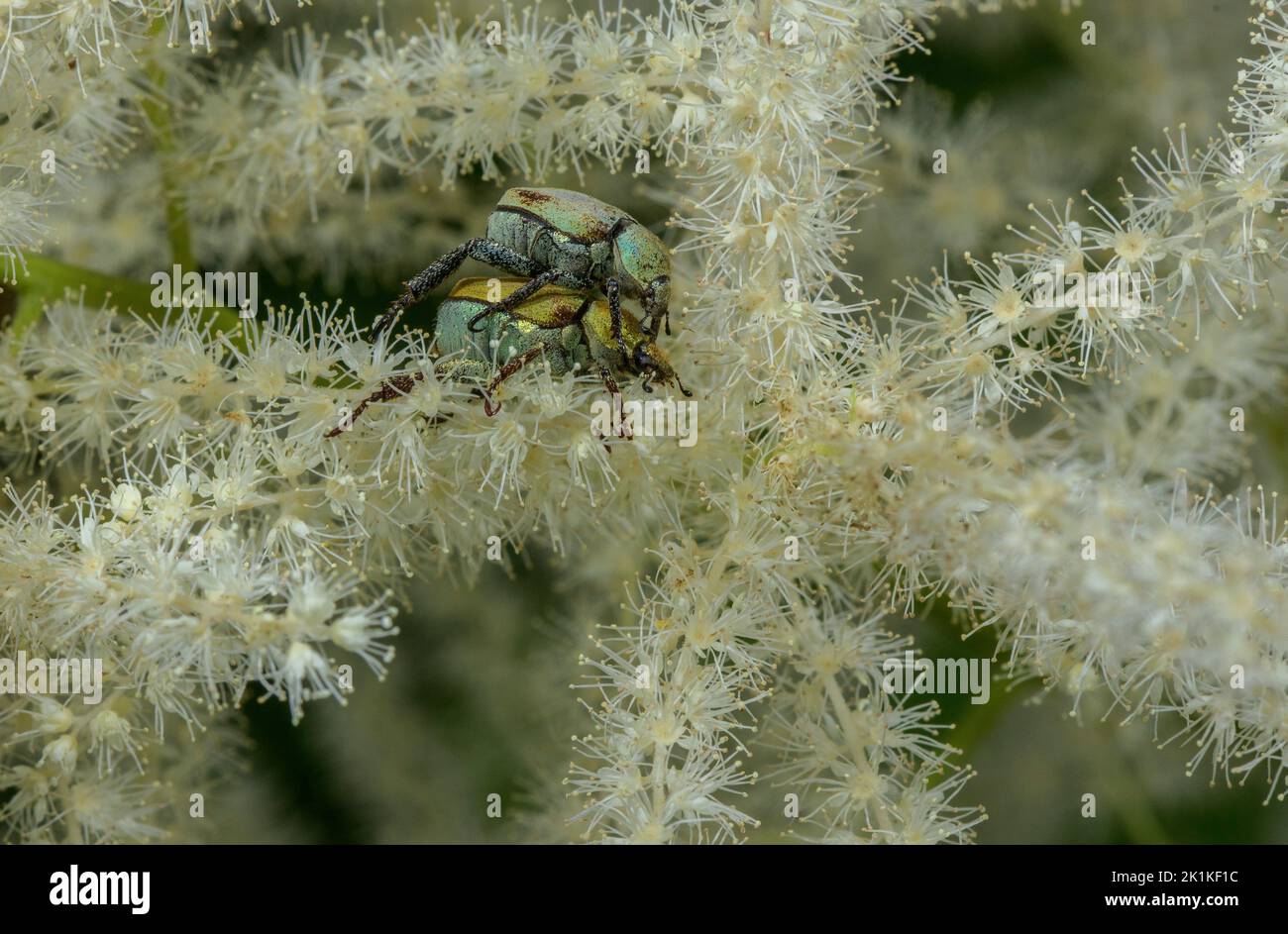 Monkey Beetle, Hoplia argentea (eine Art von Skarabaeid-Käfer aus der Unterfamilie Melolonthinae), die sich von Goatsbeard Spiraea, Aruncus dioicu ernährt Stockfoto