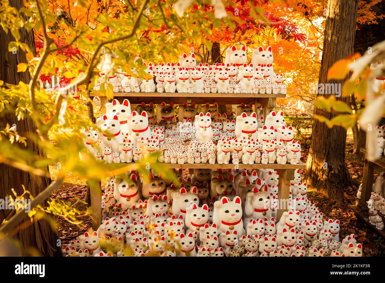 Herbst auf Tokyos „Lucky Cat“-Tempel Stockfoto