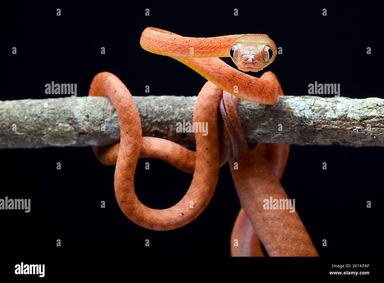 Junge rote Boiga-Schlange, die sich auf einem Ast, Indonesien, aufwickelt Stockfoto