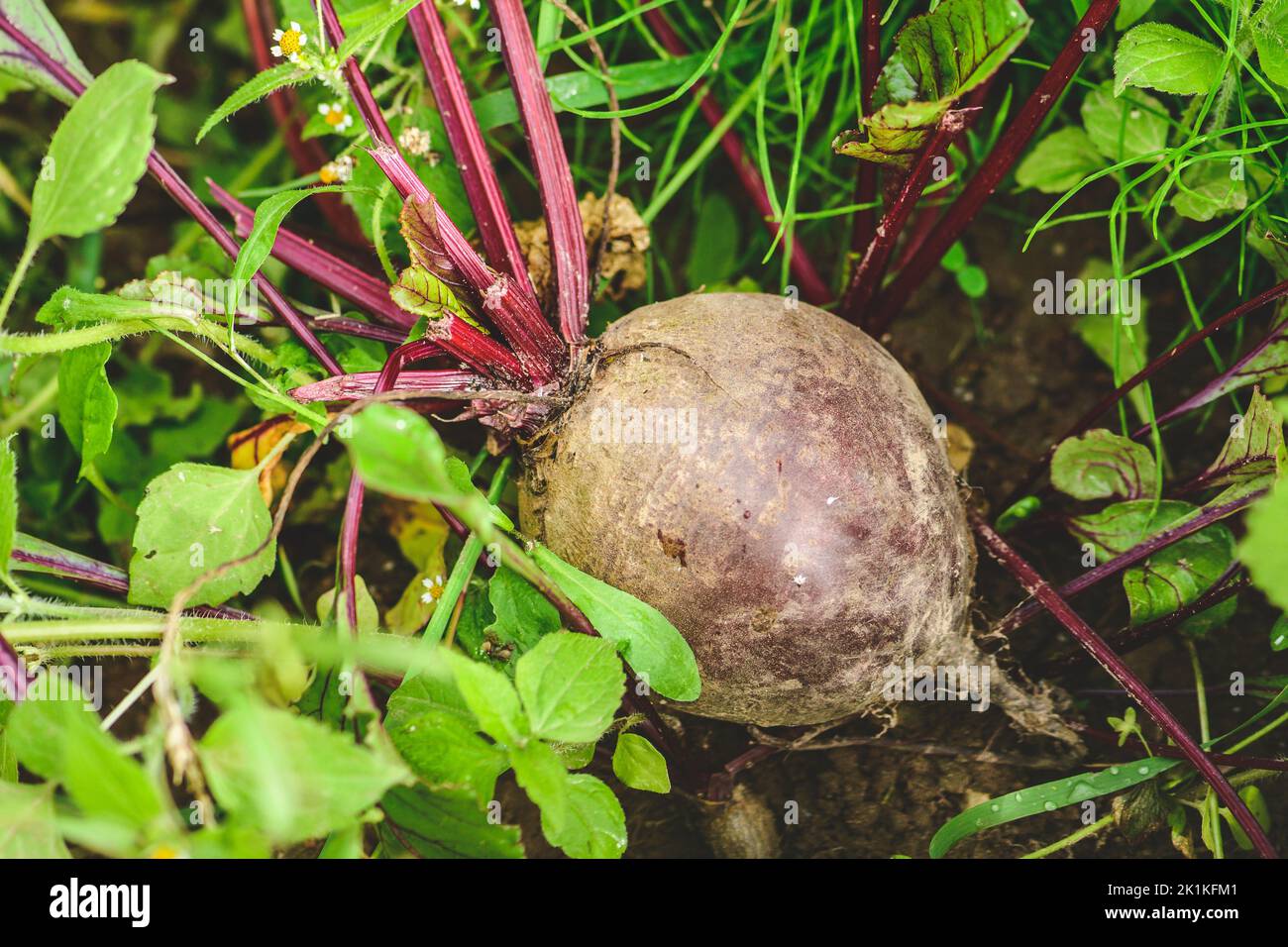 Frische reife rote Rote Beete im Boden unter grünem Gras. Konzept der biologischen Landwirtschaft, Bio-Produkt, Bio-Ökologie, integrierte Farm. Nahaufnahme Stockfoto