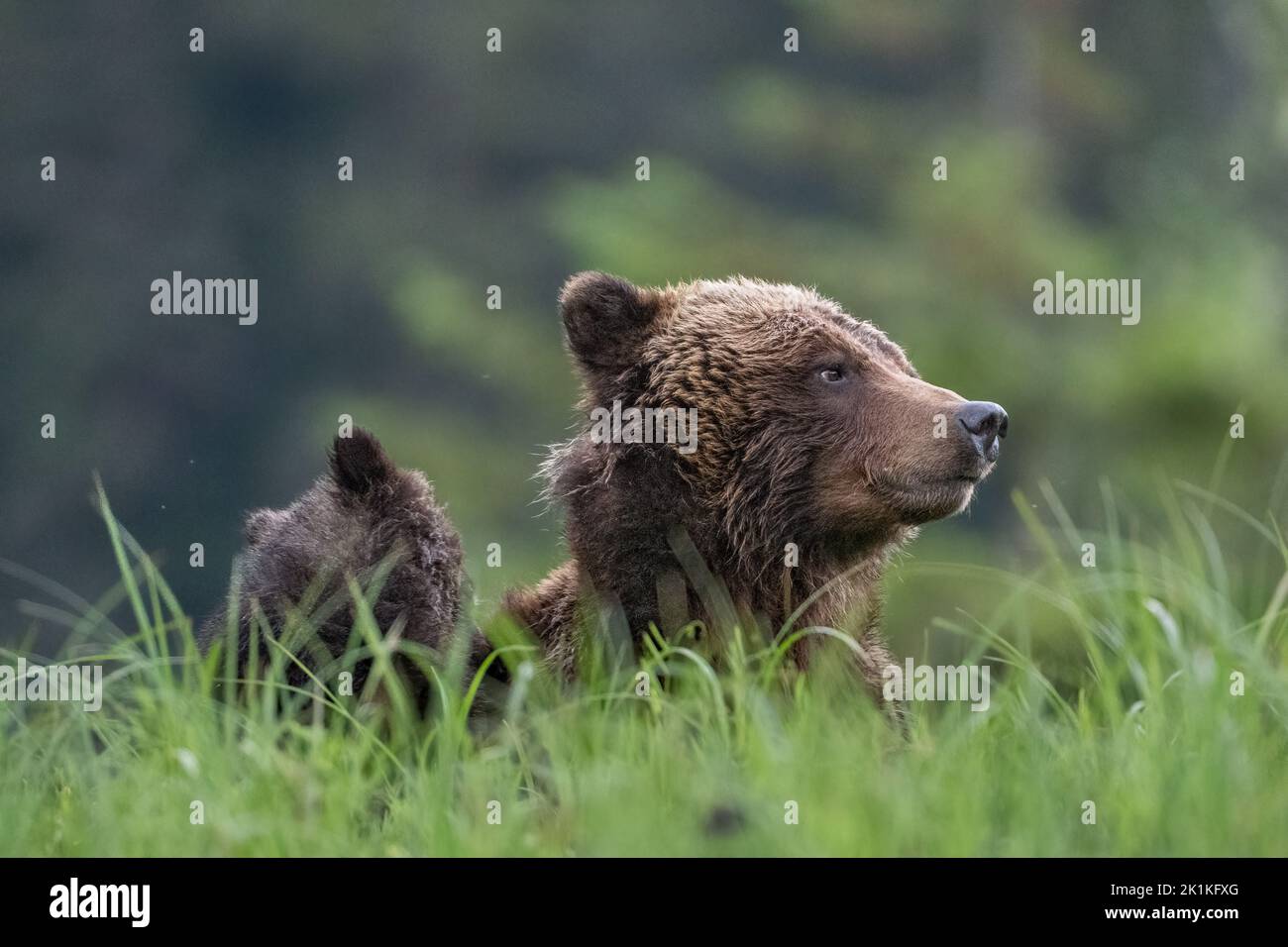 Eine wachsame Mutter trägt Grizzly mit ihrem jungen, schwarzen Jungen Stockfoto