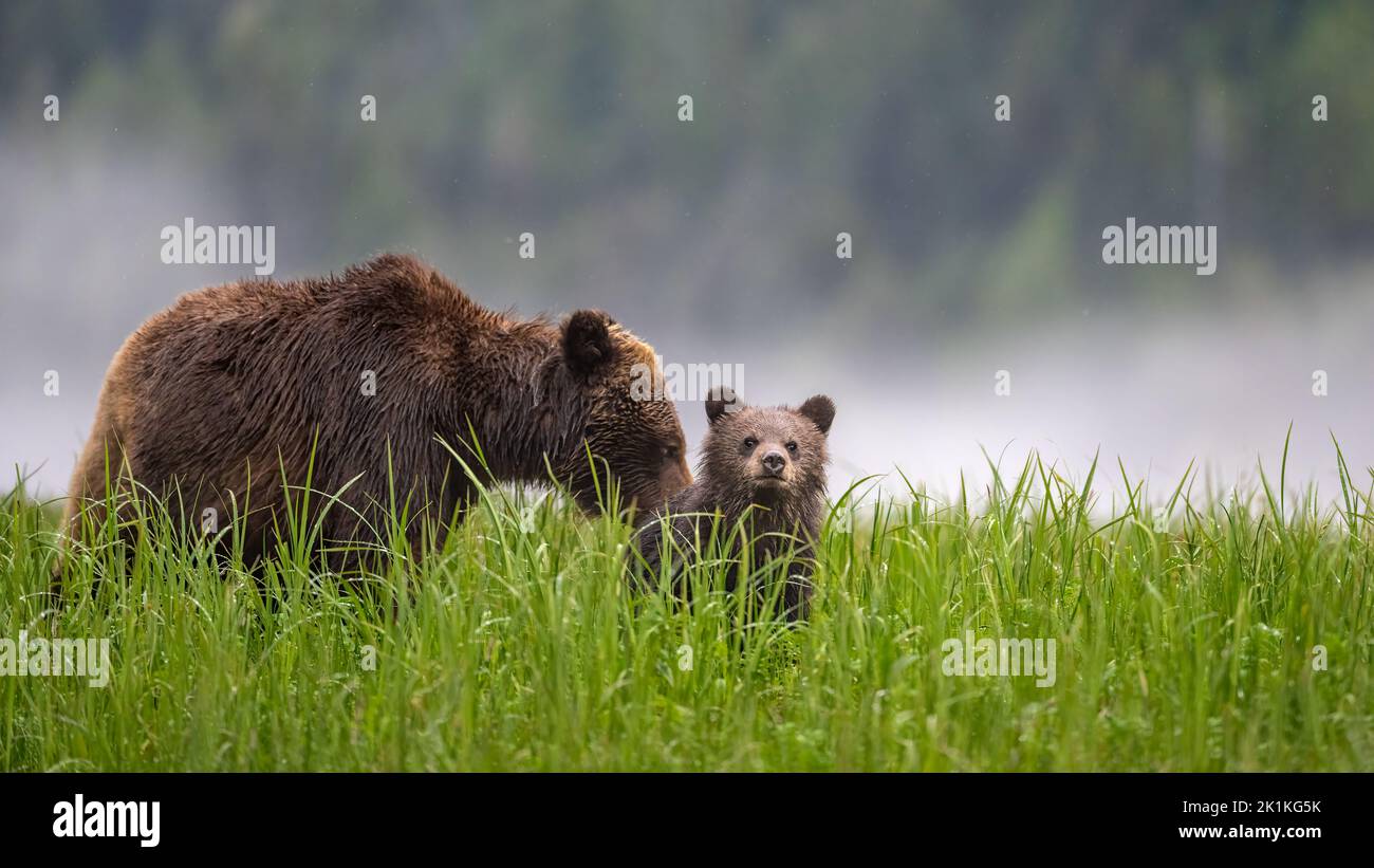 Ein süßes, junges, schwarzes, grizzly Bärenjunges rast über hohen Sedge Gräser, während seine Mutter grast. Stockfoto