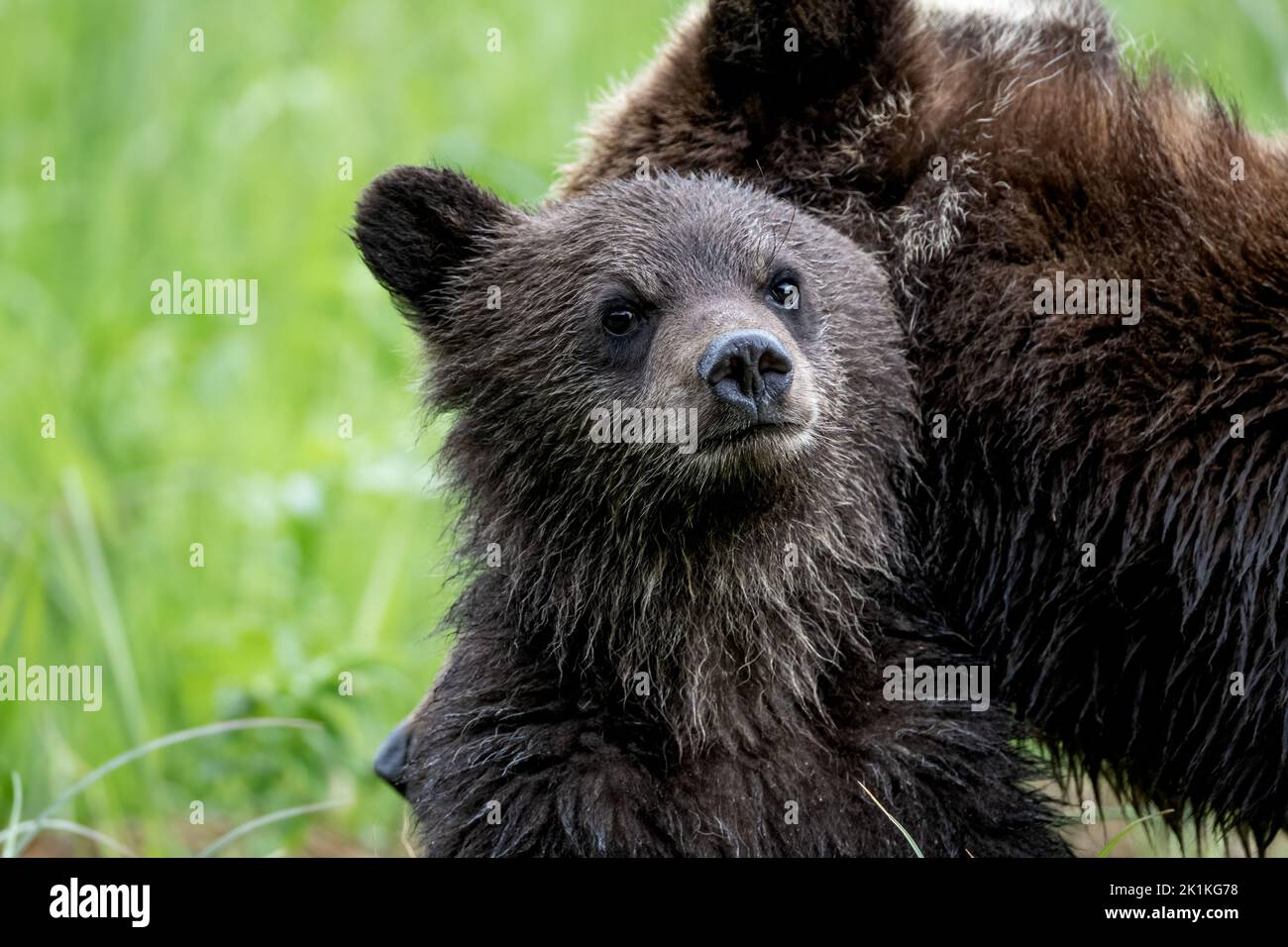 Ein süßes, junges, schwarzes Grizzlybärenjunges schmiegt sich an seine Mutter und bleibt wachsam Stockfoto