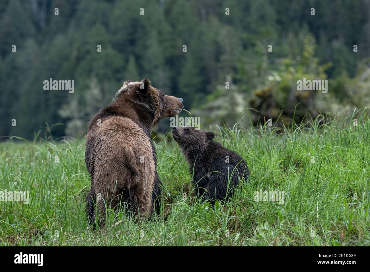 Ein junger schwarzer Grizzlybär spricht seine Mutter an, während sie ...