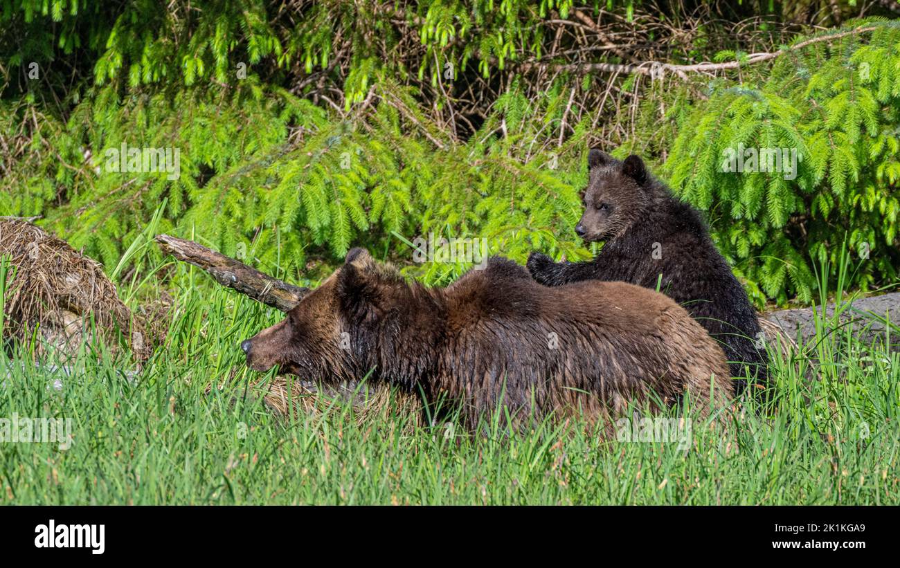 Leg dich auf mich! Ein junges Grizzlybärenjunge lehnt sich an seine Mutter, während sie im Great Bear Rainforest von British Columbia in tiefem Sedge-Gras futtert. Stockfoto