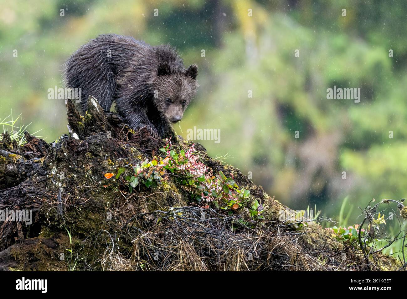Ein süßes, junges Grizzlybärenjunge erkundet einen gefallenen Baumstamm im kanadischen Great Bear Rainforest Stockfoto