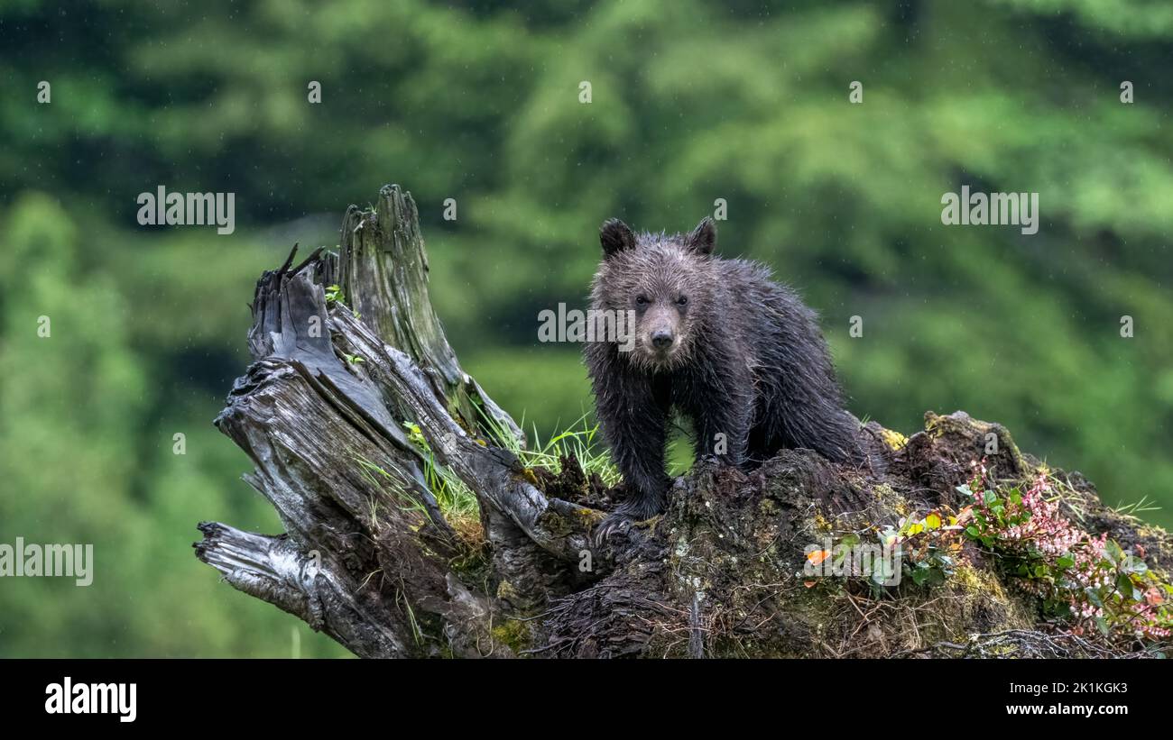 Ein süßes, junges Grizzlybärenjunge erkundet einen gefallenen Baumstamm im kanadischen Great Bear Rainforest Stockfoto