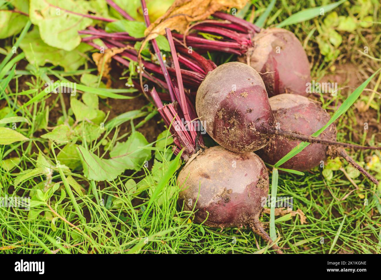 Frische reife rote Rote Beete im Boden unter grünem Gras. Konzept der biologischen Landwirtschaft, Bio-Produkt, Bio-Ökologie, integrierte Farm. Nahaufnahme Stockfoto