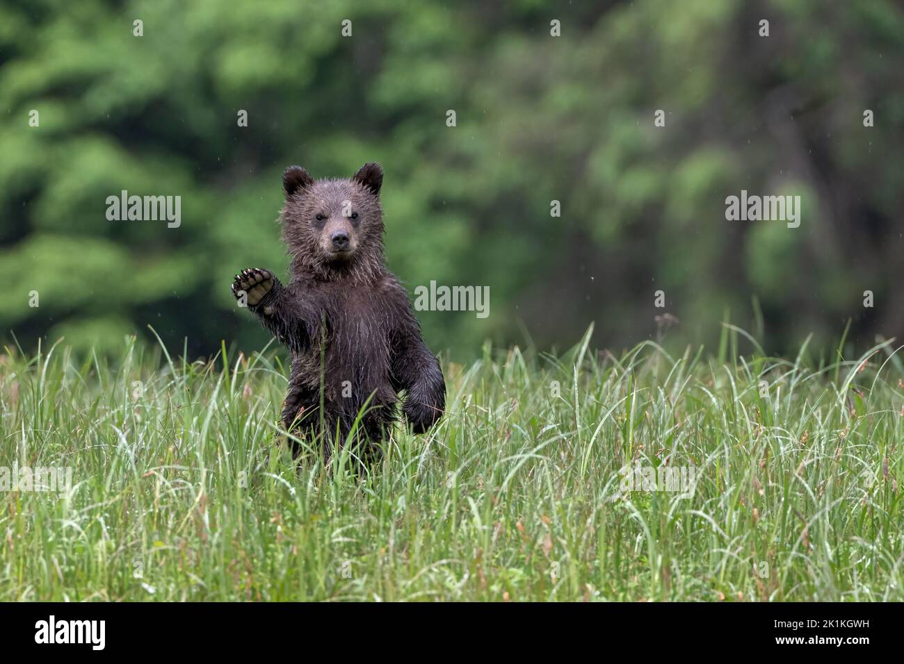 Ein junges, schwarzes Grizzlybärenjunges geht durch hohes Sedge-Gras im Great Bear Rainforest in British Colombia Stockfoto