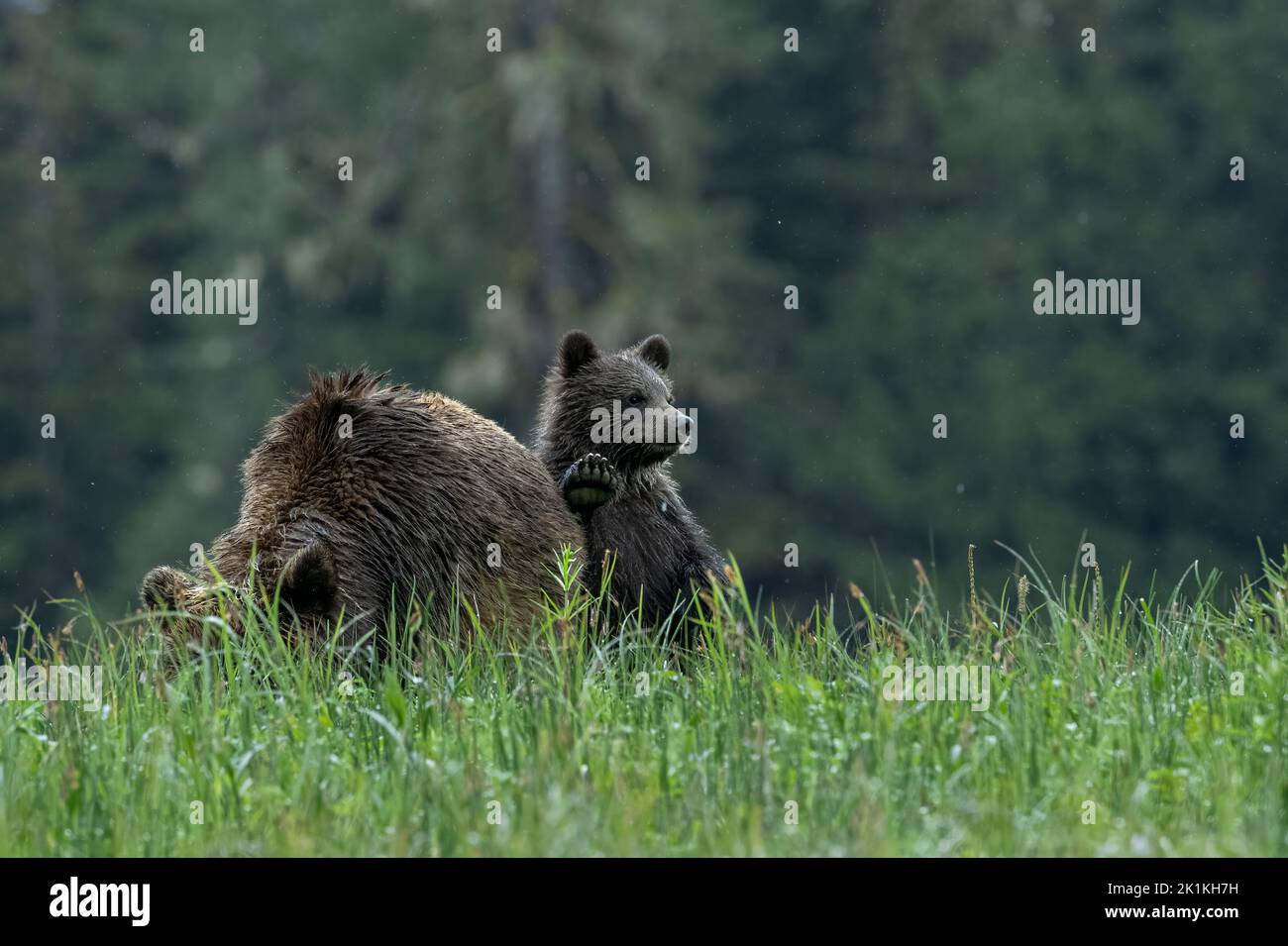 Ein junges Grizzlybärenjunges nimmt sich eine Auszeit, um sich gegen seine fütterndende Mutter auszuruhen Stockfoto