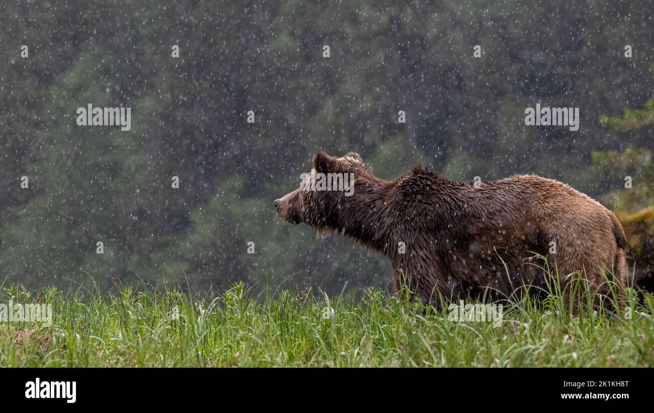 Eine weibliche Grizzlybärin steht stoisch auf ihrem Boden in einem schweren Frühlingsregen im Great Bear Rainforest in British Colombia Stockfoto