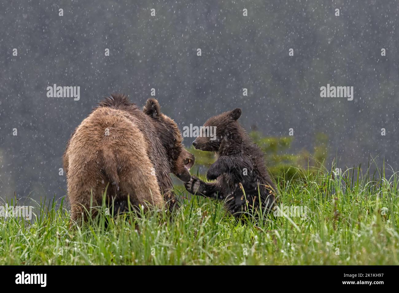 Eine Mutter, die Grizzlybär ist, tusselt sich mit ihrem lebhaften schwarzen Bärenjungen in einem heftigen Regenguss im kanadischen Great Bear Rainforest in British Colombia Stockfoto