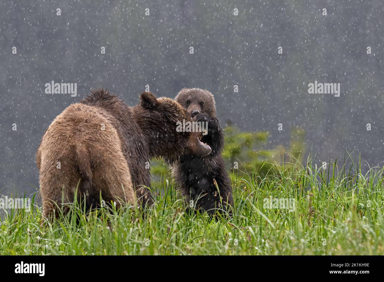 Eine Mutter, die Grizzlybär ist, tusselt sich mit ihrem lebhaften schwarzen Bärenjungen in einem heftigen Regenguss im kanadischen Great Bear Rainforest in British Colombia Stockfoto