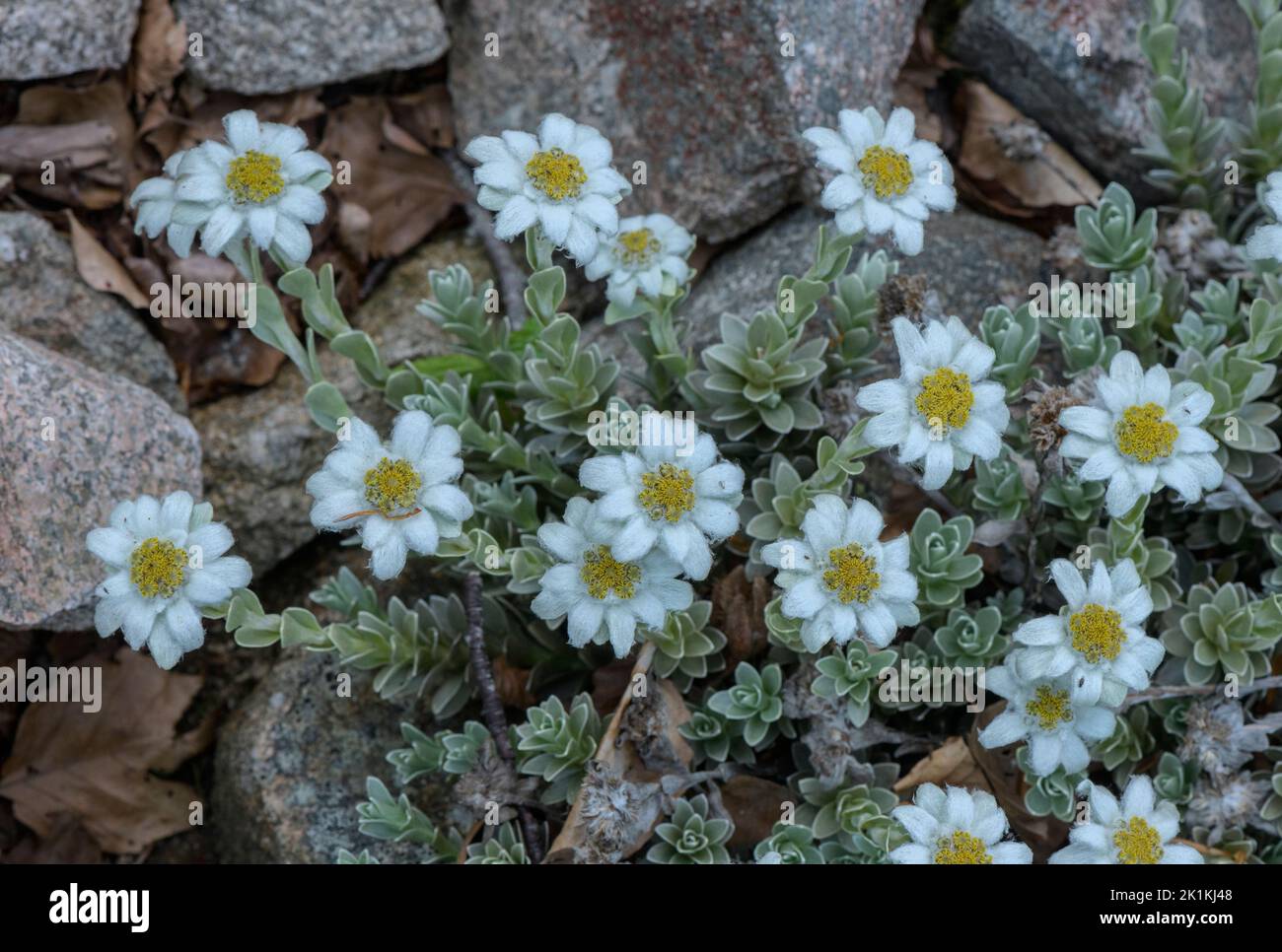 Neuseeland-Hochblüher, Leucogenes leontopodium, blühfest, Neuseeland. Stockfoto