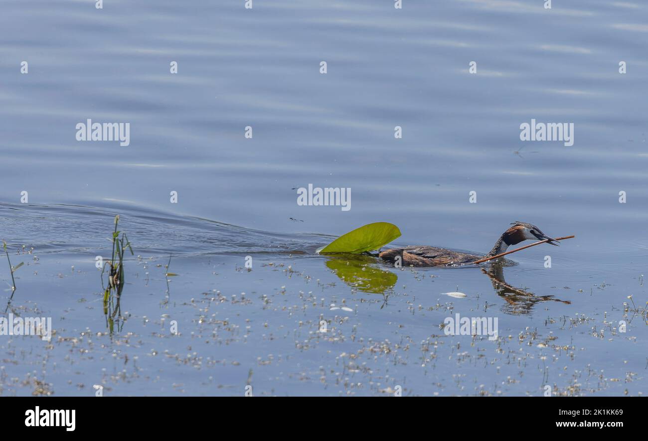 Der Haubentaucher, Podiceps cristatus, bringt Material für den Nestbau am See. Stockfoto