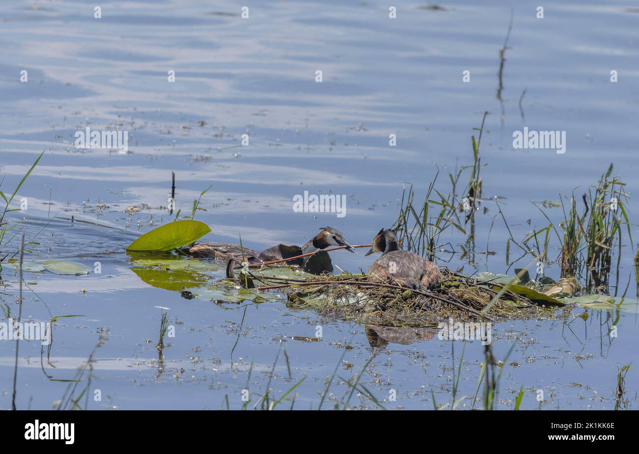 Der Haubentaucher, Podiceps cristatus, bringt Material für den Nestbau am See. Stockfoto