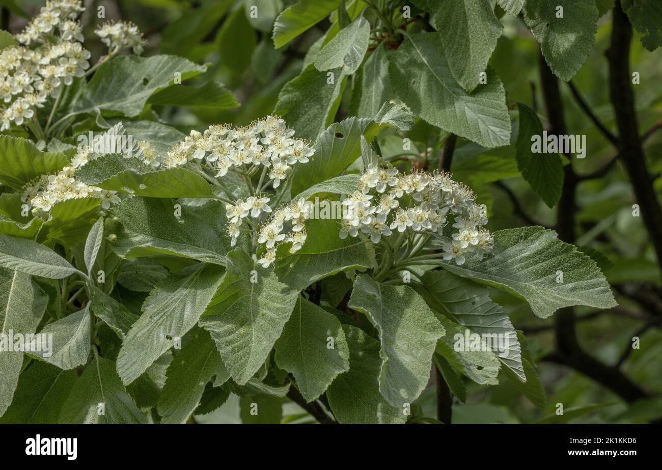 Weißbuche, Sorbusarie, blühend im Frühling. Stockfoto