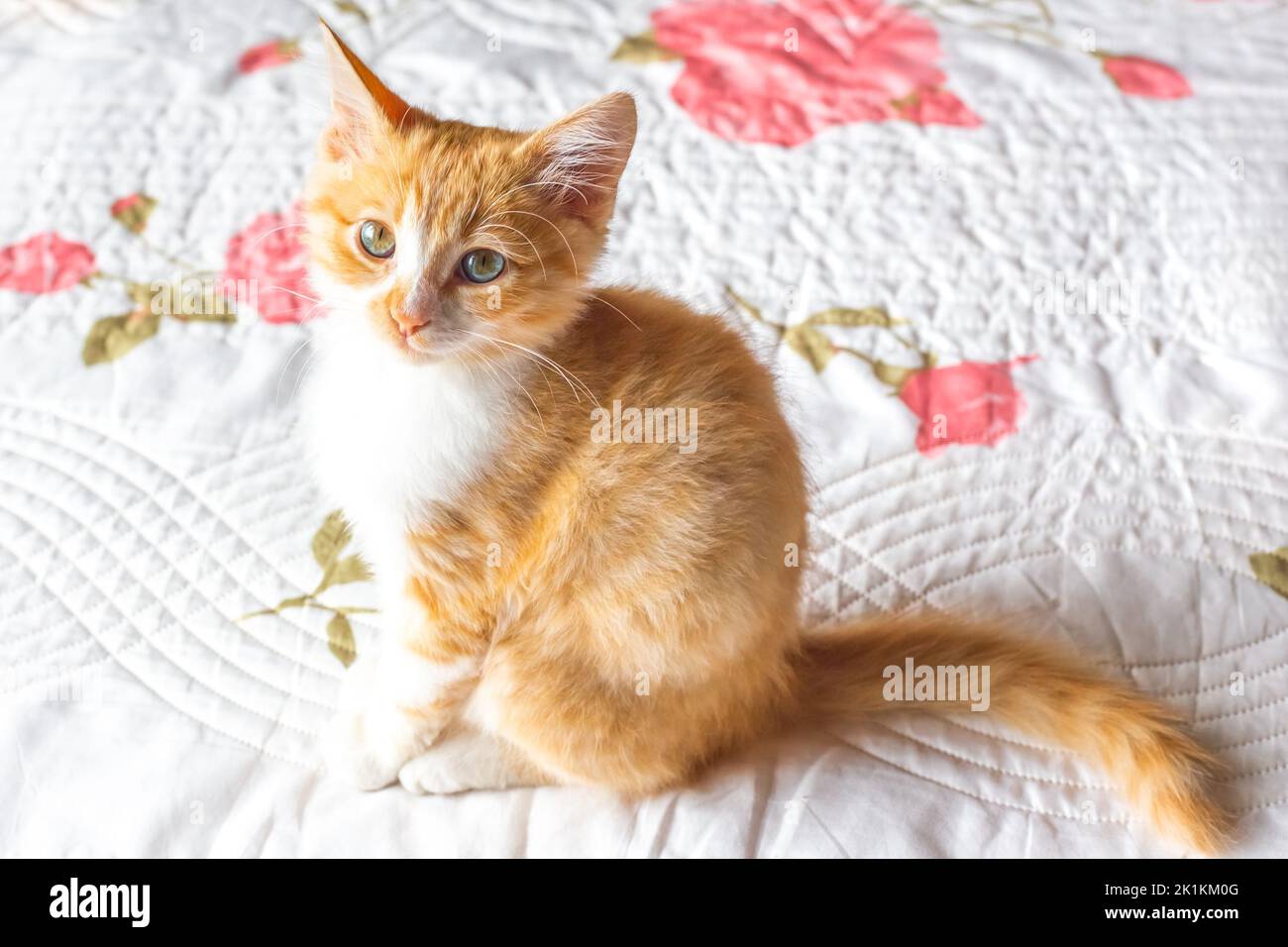 Rotes Kätzchen sitzt auf einer weißen Decke und schaut auf die Kamera. Schöne Hauskatzen. Stockfoto