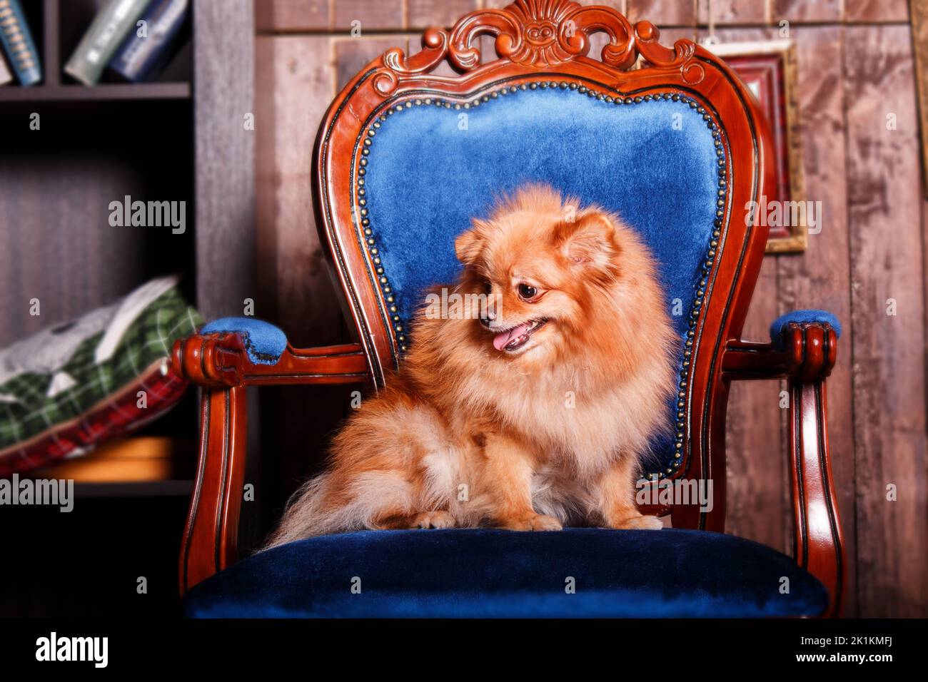 Welpe auf schwarzem Hintergrund. Pommersche Spitz Hunderasse isoliert om schwarz Stockfoto