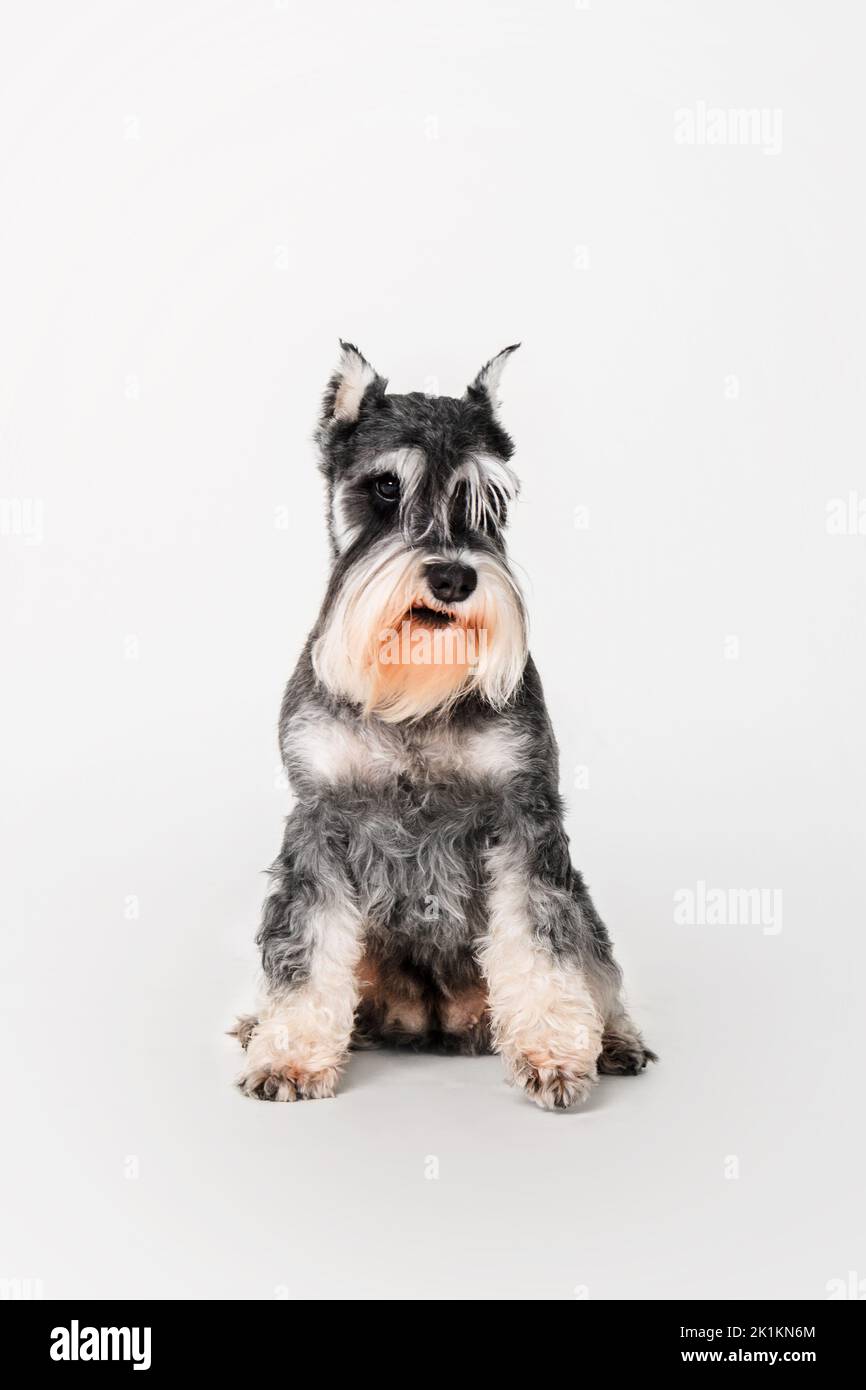 Miniatur Schnauzer Hund auf dem weißen Hintergrund Stockfoto