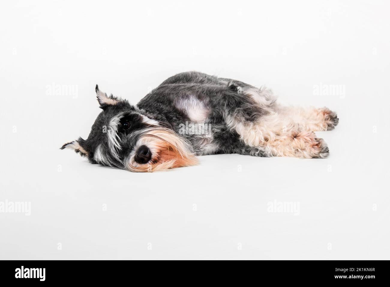 Miniatur Schnauzer Hund auf dem weißen Hintergrund Stockfoto