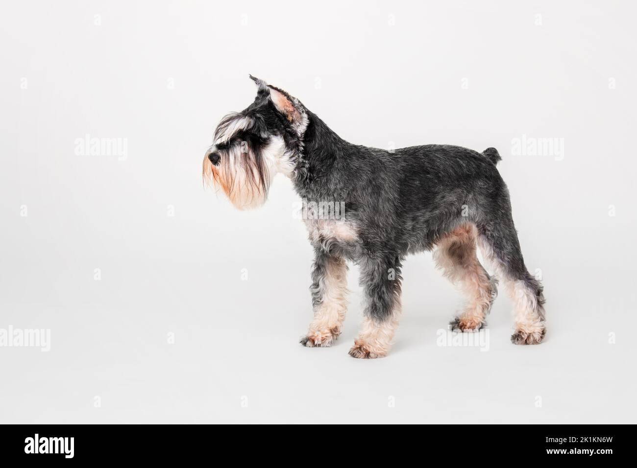 Miniatur Schnauzer Hund auf dem weißen Hintergrund Stockfoto