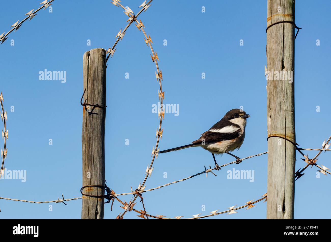 Vogel auf dem Draht Stockfoto