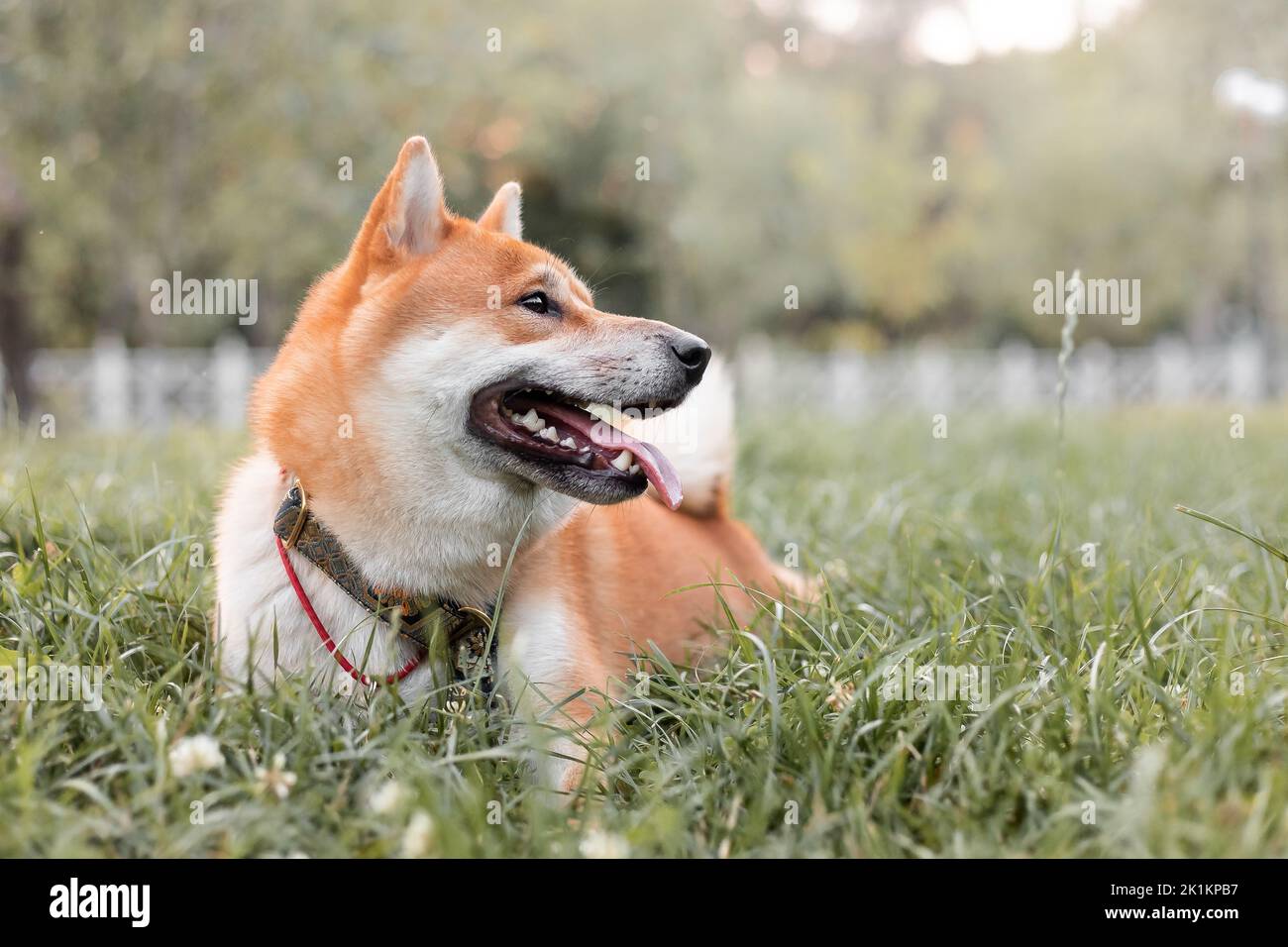 Shiba Inu Hund im Freien. Tierthemen. Hundespaziergängen. Haustiere im Freien Stockfoto