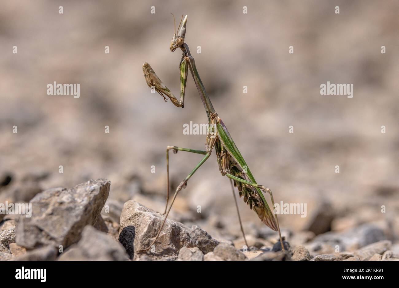 Conehead Mantis, Empusa pennata auf steinigem Boden, Gorge du Tarn, Frankreich. Stockfoto