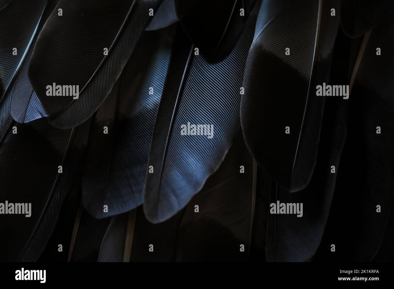 Schöne schwarz-weiße Farbe dunkel moderne Vogelfedern nahtlose abstrakte Linien Muster Textur Design natürlichen Hintergrund Bild Konzept. Stockfoto