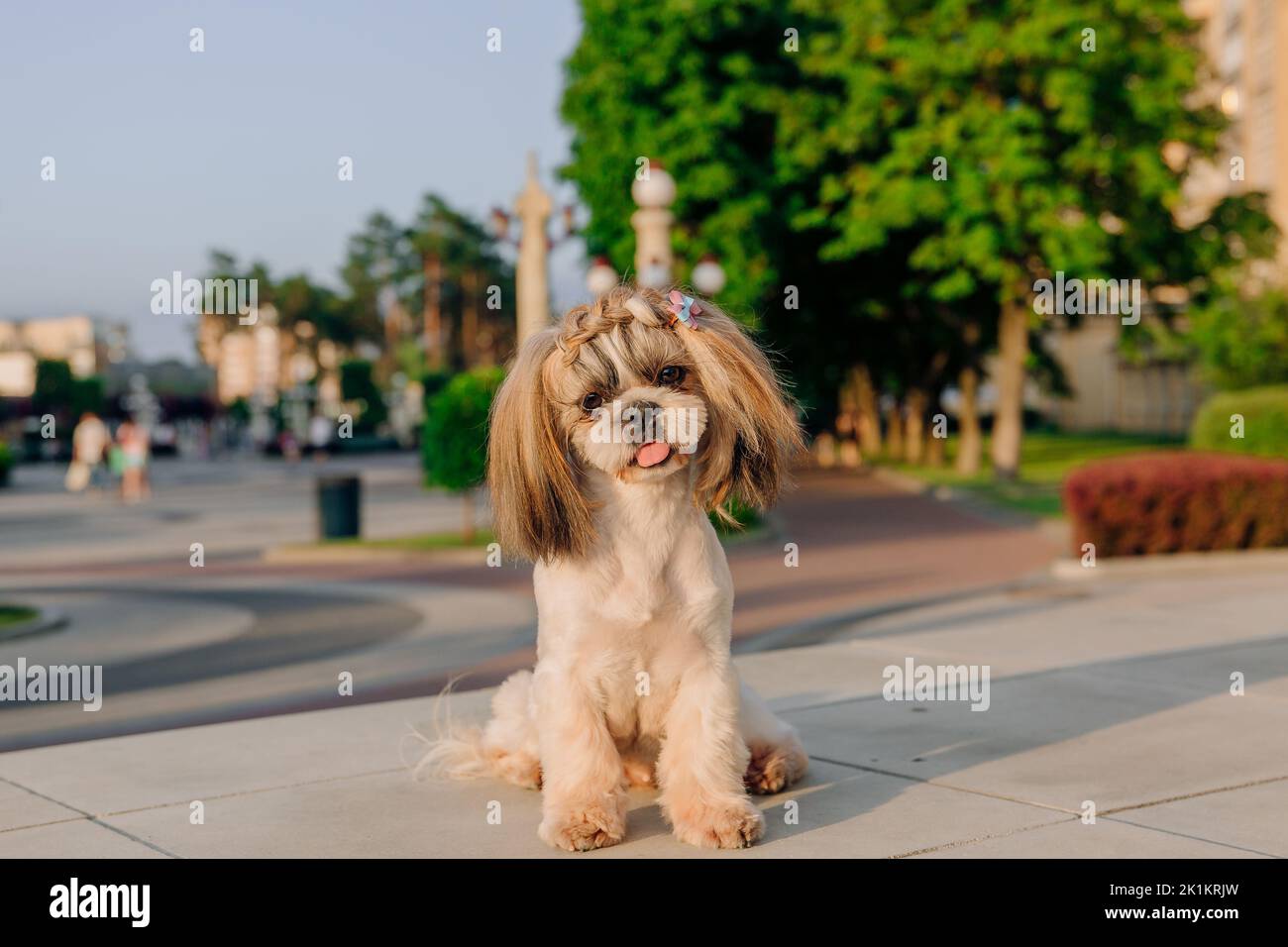 Nette lustige Shih Tzu züchten Hund im Freien. Hundepflege. Lustiger Hund in der Stadt Stockfoto