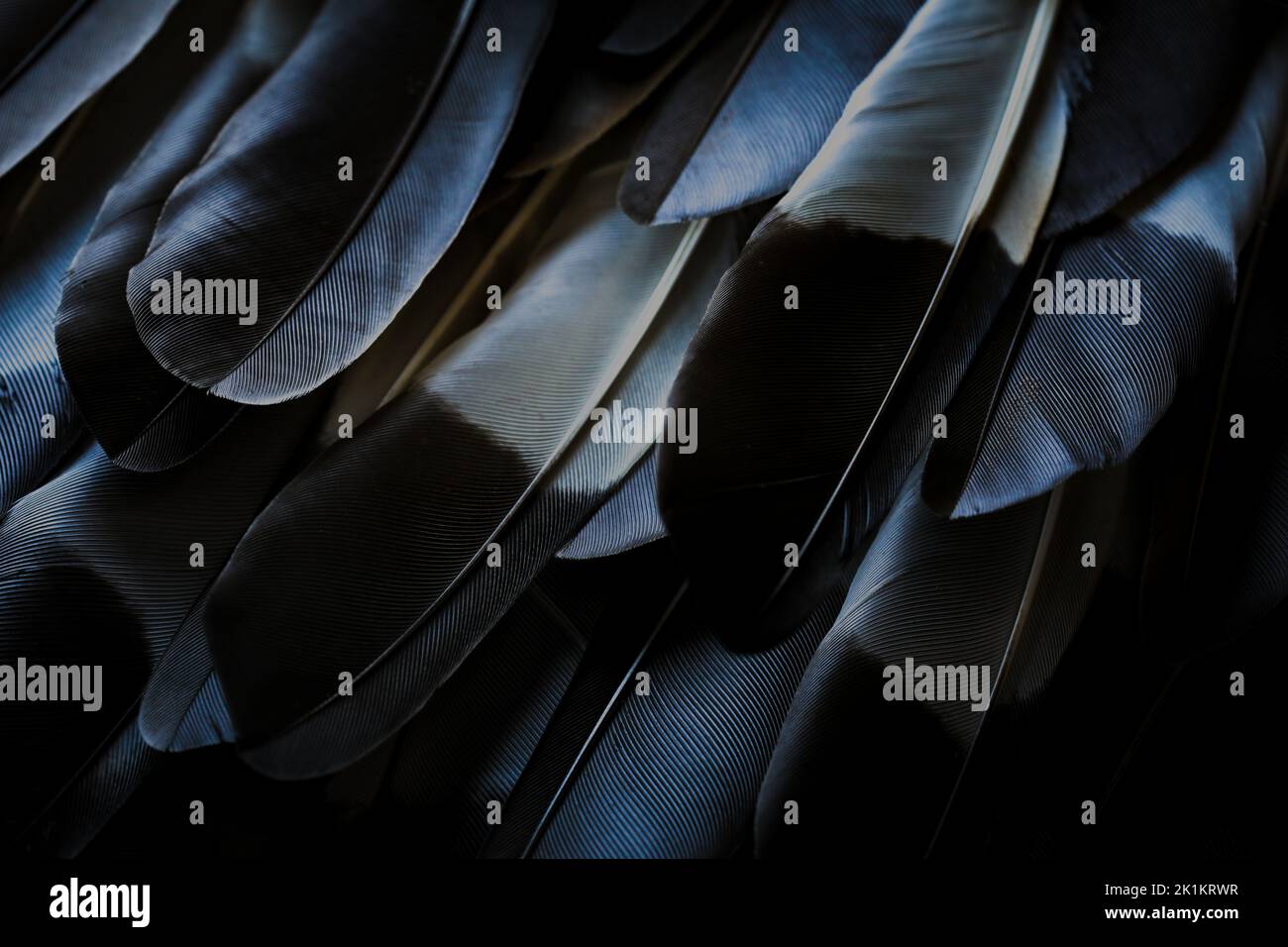 Schöne schwarz-weiße Farbe dunkel moderne Vogelfedern nahtlose abstrakte Linien Muster Textur Design natürlichen Hintergrund Bild Konzept. Stockfoto