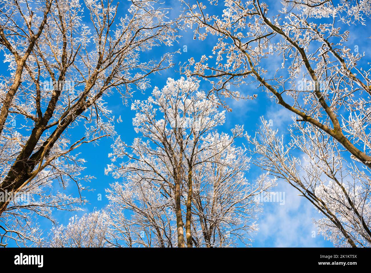 Blick von unten auf einen Winter verschneiten Bäumen in den blauen Himmel. Frostige Äste mit Reifrostzweigen an einem sonnigen Tag. Landschaftsfotografie Stockfoto