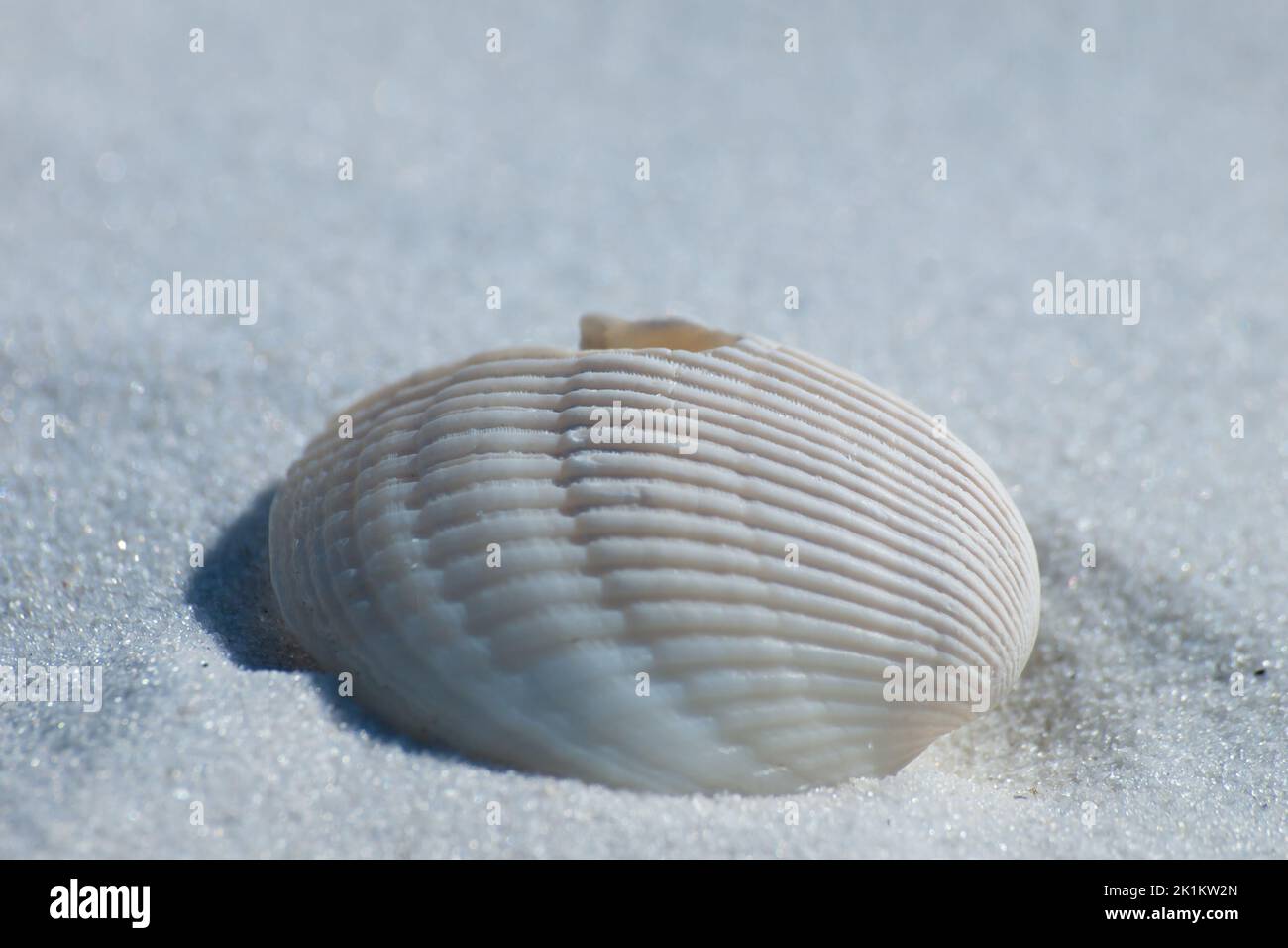 Schale Stockfoto