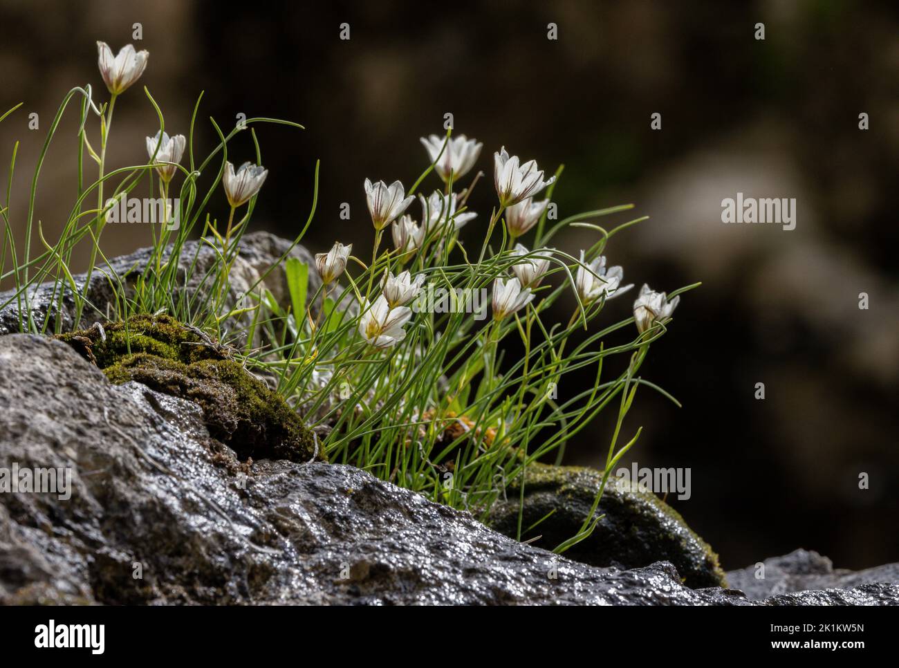 Schneeglöckchen, Gagea serotina, blühend. Stockfoto