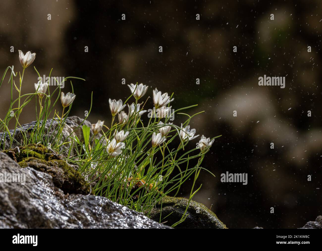 Schneeglöckchen, Gagea serotina, blühend. Stockfoto
