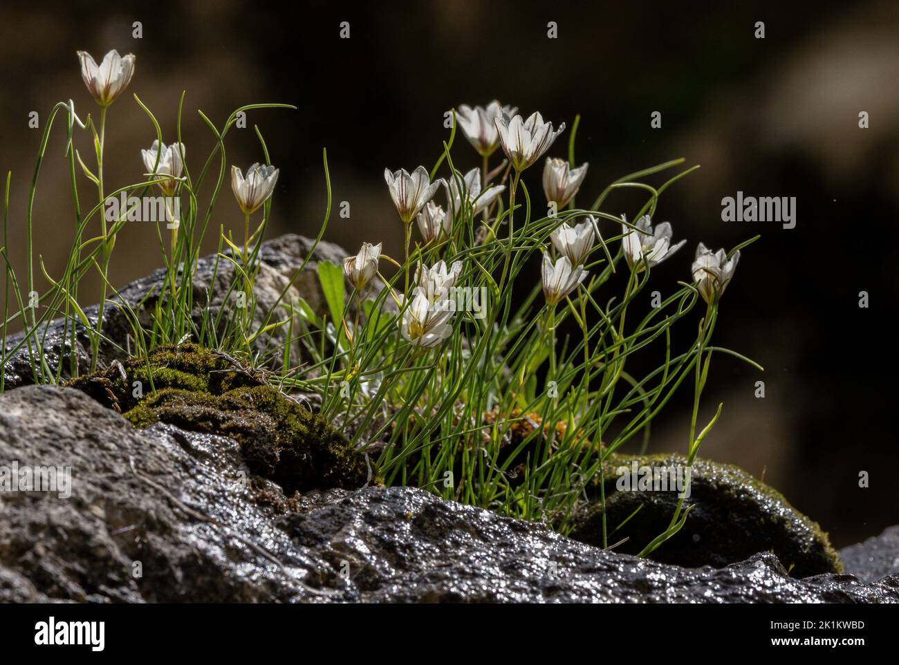 Schneeglöckchen, Gagea serotina, blühend. Stockfoto