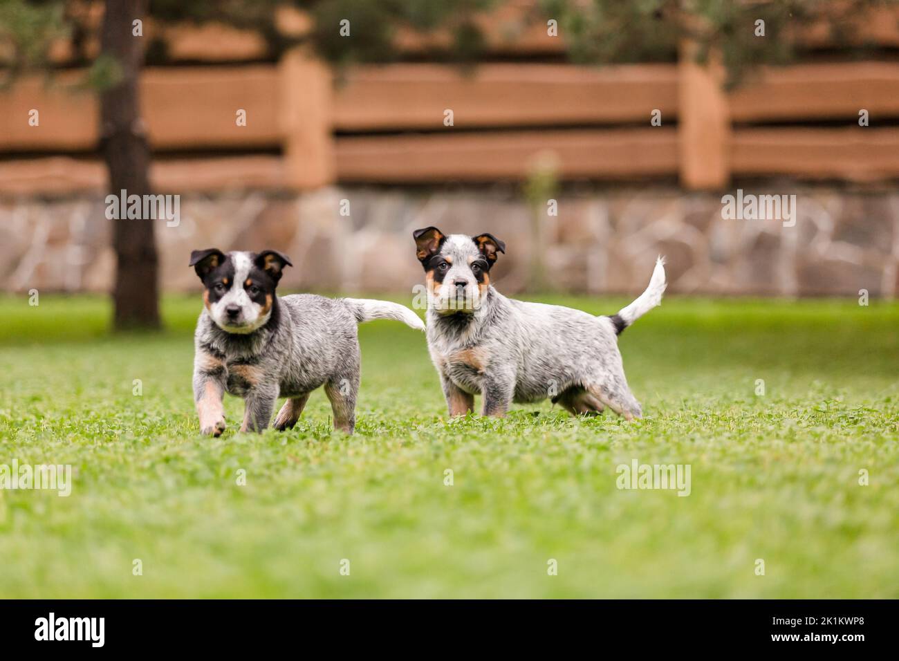 Australischer Rinderhund-Welpe im Freien. Welpen auf dem Hinterhof Stockfoto