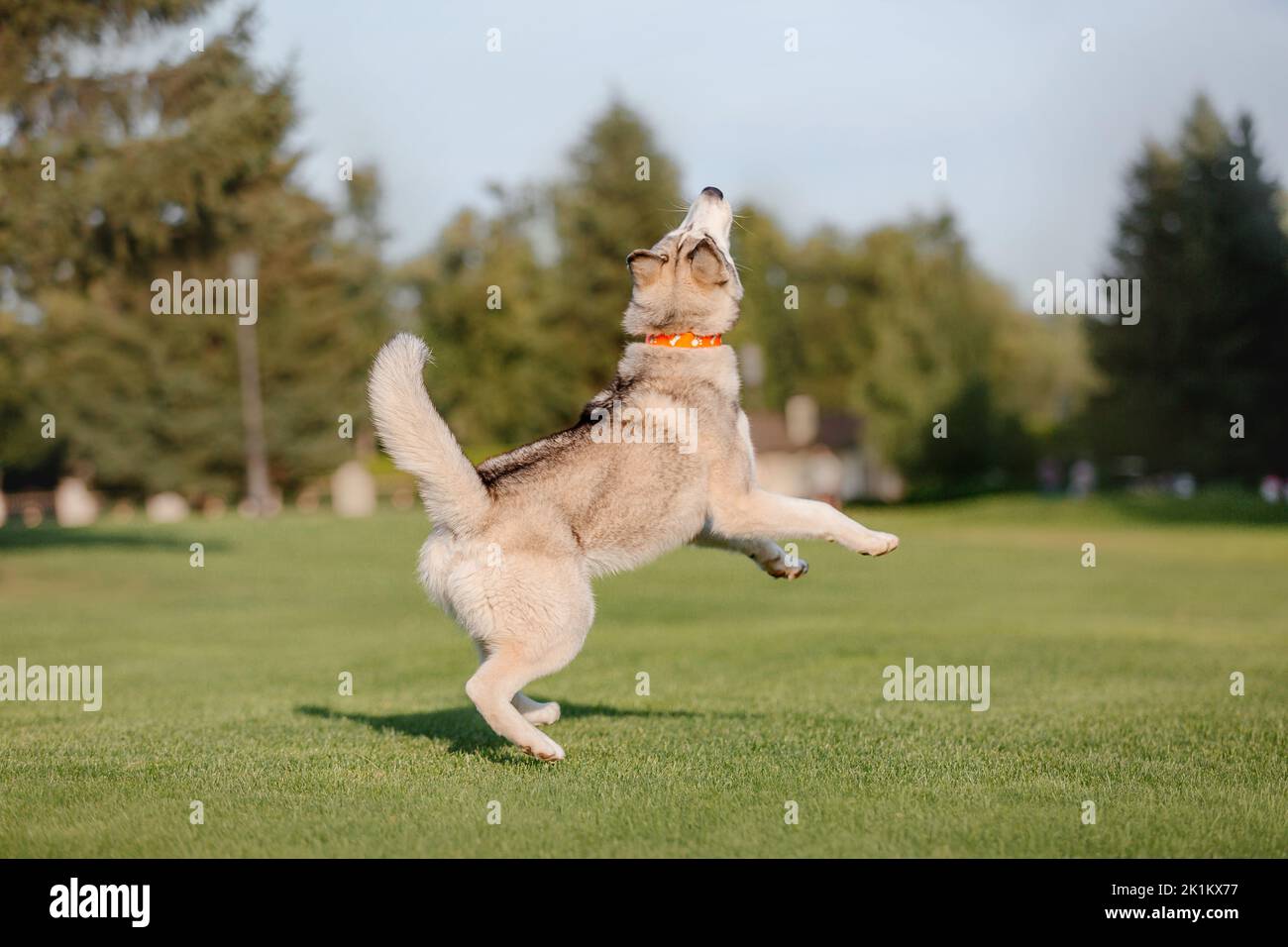 Schöner Husky Hund auf dem Feld Stockfoto