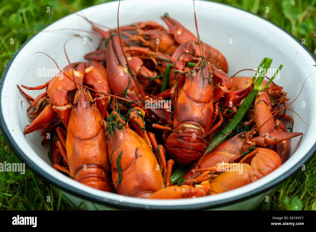 Gekochte rote Krebse in einer Metallschüssel. Eine gesunde Ernährung Mahlzeit. Stockfoto