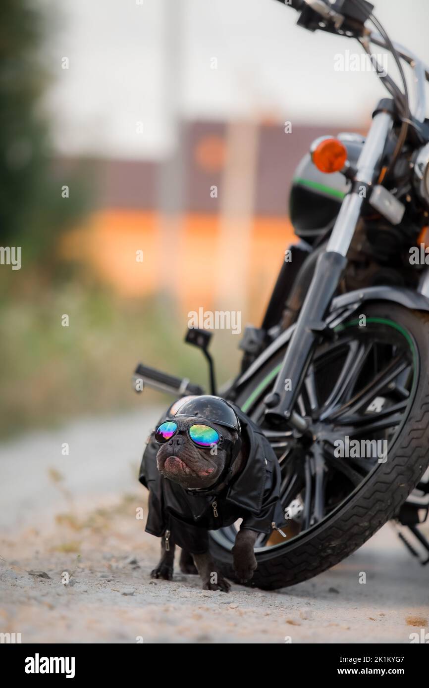 Französische Bulldogge mit Motorrad. Stilvoller Hund. Modisches Haustier Stockfoto